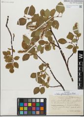 Foto von Salix glandulifera Flod.